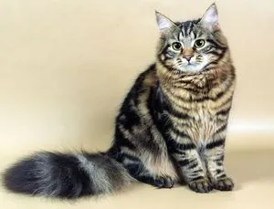 Breed legnagyobb házimacska megjelenését, jellegét, ellátás (nagy házimacska) Breed legnagyobb házimacska megjelenését, jellegét, gondoskodás