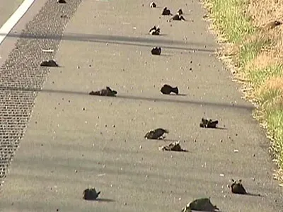 Szerte a világon, rejtélyes halál madarak és halak (elölt) Szerte a világon, rejtélyes halál madarak és halak