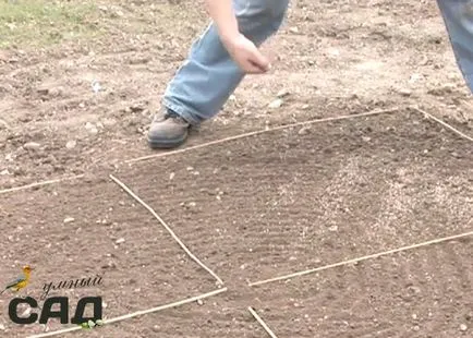 Ültetés fű tavasszal és ősszel lépésről lépésre és mesterkurzus