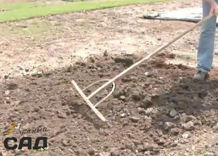Ültetés fű tavasszal és ősszel lépésről lépésre és mesterkurzus