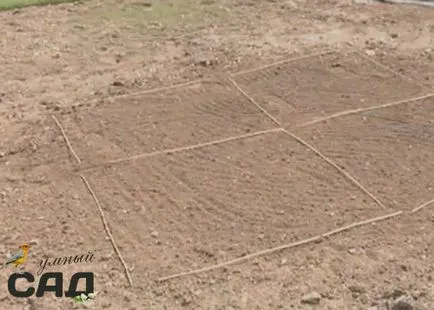 Ültetés fű tavasszal és ősszel lépésről lépésre és mesterkurzus