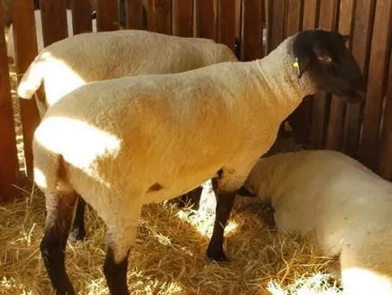 Juhfajta típusok, leírásokat, útmutatókat választotta a (juh) Juhfajta típusok, leírásokat, útmutatókat választotta a