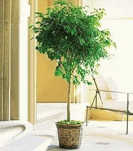 Hitek és babona Ficus - Tudom tartani otthon (ficus) Hitek és babona Ficus - Tudom tartani otthon