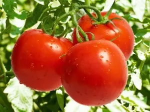 Olyan termékek, amelyek elpusztítják a rákos sejteket a lista tetején segédeszközökkel