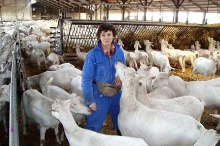 Állattenyésztés szakma (mit, hogyan lesz), az állattenyésztés feladatok zooengineers követelmények (állatállomány) Állattenyésztés szakma (mit, hogyan lesz), az állattenyésztés feladatok zooengineers követelmények