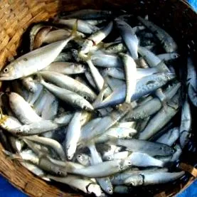 харчування