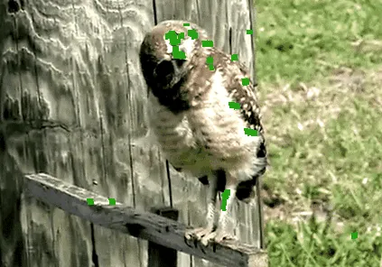 animált
