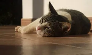Közös pirulák macskáknak férgek, és ajánlásokat azok használatát (férgek) Közös pirulák macskáknak férgek és ajánlásokat azok alkalmazásának