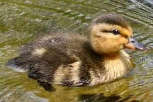 Fióka Duck különösen vigyázzon rá, és etetés (csirke) Fióka Duck különösen vigyázzon rá, és etetés