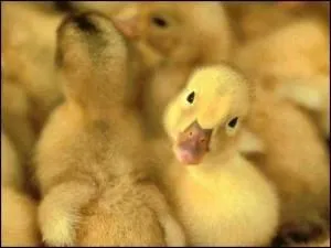 Fióka Duck különösen vigyázzon rá, és etetés (csirke) Fióka Duck különösen vigyázzon rá, és etetés