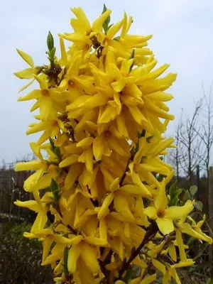 Plant aranyeső virág képet és leírást, dugvány szaporítás és termesztés Forsythia a kertben (leírás) Plant aranyeső virág képet és leírást, dugvány szaporítás és termesztés Forsythia a kertben