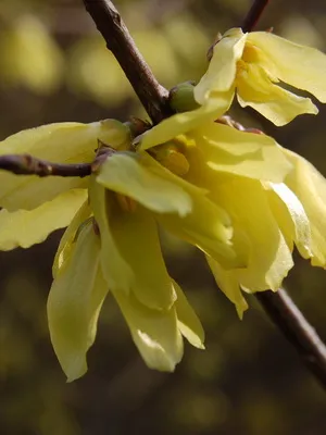 Plant aranyeső virág képet és leírást, dugvány szaporítás és termesztés Forsythia kertészet (növény) Plant aranyeső virág képet és leírást, dugvány szaporítás és termesztés Forsythia a kertben