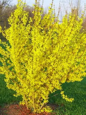 Plant aranyeső virág képet és leírást, dugvány szaporítás és termesztés Forsythia a kertben (leírás) Plant aranyeső virág képet és leírást, dugvány szaporítás és termesztés Forsythia a kertben