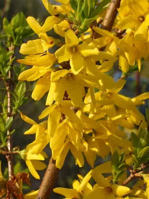 Plant aranyeső virág képet és leírást, dugvány szaporítás és termesztés Forsythia a kertben (virág) Plant aranyeső virág képet és leírást, dugvány szaporítás és termesztés Forsythia a kertben