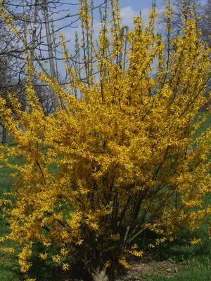 Plant aranyeső virág képet és leírást, dugvány szaporítás és termesztés Forsythia kertészet (növény) Plant aranyeső virág képet és leírást, dugvány szaporítás és termesztés Forsythia a kertben