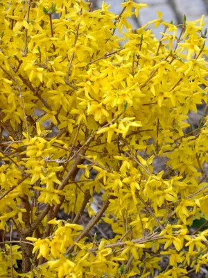 Plant aranyeső virág képet és leírást, dugvány szaporítás és termesztés Forsythia kertészet (növény) Plant aranyeső virág képet és leírást, dugvány szaporítás és termesztés Forsythia a kertben
