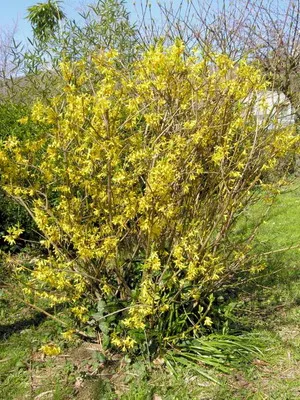 Plant aranyeső virág képet és leírást, dugvány szaporítás és termesztés Forsythia a kertben (dugványok) Plant aranyeső virág képet és leírást, dugvány szaporítás és termesztés Forsythia a kertben