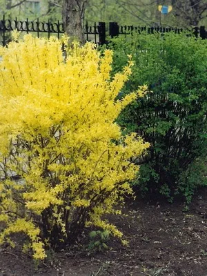 Plant aranyeső virág képet és leírást, dugvány szaporítás és termesztés Forsythia kertészet (növény) Plant aranyeső virág képet és leírást, dugvány szaporítás és termesztés Forsythia a kertben