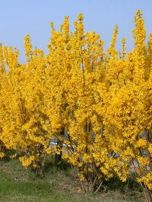 Plant aranyeső virág képet és leírást, dugvány szaporítás és termesztés Forsythia a kertben (Forsythia) Plant aranyeső virág képet és leírást, dugvány szaporítás és termesztés Forsythia a kertben