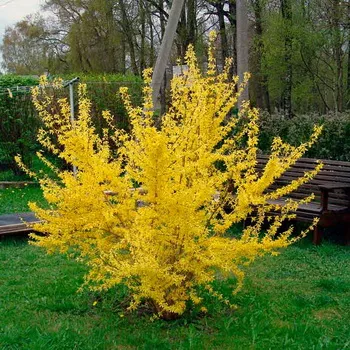 Plant aranyeső virág képet és leírást, dugvány szaporítás és termesztés Forsythia a kertben (fotó) Plant aranyeső virág képet és leírást, dugvány szaporítás és termesztés Forsythia a kertben