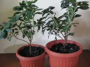 A szaporodási azálea dugványok otthon root érdekel (például azálea szaporítani otthon) Sokszorosítása azálea dugványok otthon root, hogyan kell gondoskodni