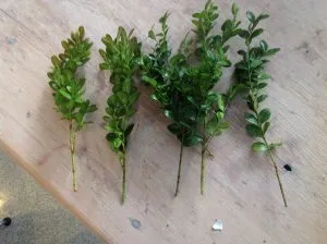 A szaporodási azálea dugványok otthon root érdekel (például többszörösen azálea) Sokszorosítása azálea dugványok otthon root, hogyan kell gondoskodni