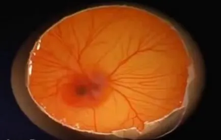 csirke tojás fejlődés ugrásszerűen - leírás, képek és videó (fejlődés) csirke tojás fejlődés ugrásszerűen - leírás, képek és videó