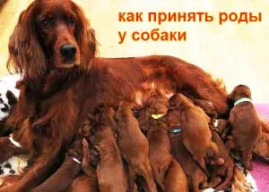 Születések kutya jelek, előjelek, az elején, hogyan kell a születés kis és nagy kutyafajták (az elején) Születések kutya jelek, előjelek, az elején, hogyan kell a születés kis és nagy kutyafajták