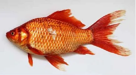 Fish ponty, fotó és leírás, hogy mit eszik, hány életet, ha ívik
