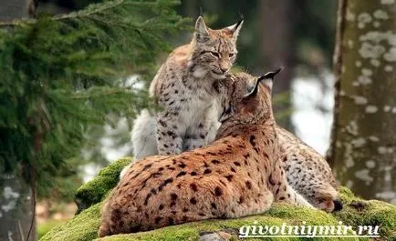 állati lynx