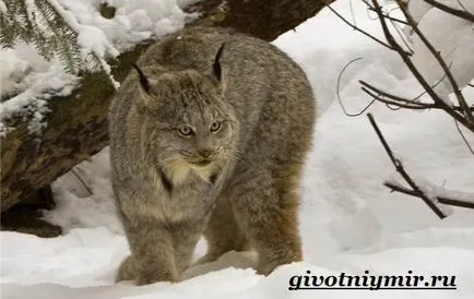 állati lynx