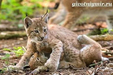 állati lynx