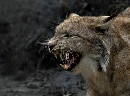 Lynx jellemző leírása