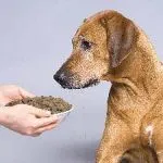 Pacal kutyák zöld, marhahús, szárított, mi ez, hol lehet megvásárolni, az ár és szerkezete, a ház dog (kutya) Pacal kutyák zöld, marhahús, szárított, mi ez, hol lehet megvásárolni, az ár és összetétele a kutyaház