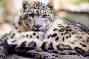 A legnagyobb vadon élő ragadozó macska a világon (a legtöbb) A legnagyobb vadon élő ragadozó macska a világon