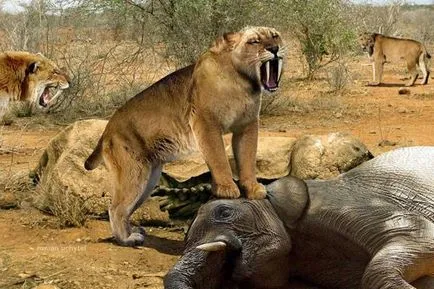 Fogazott tigris „- Smilodon