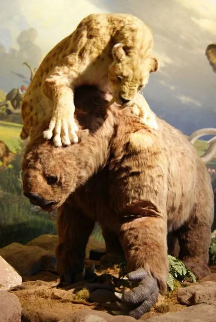 Fogazott tigris „- Smilodon