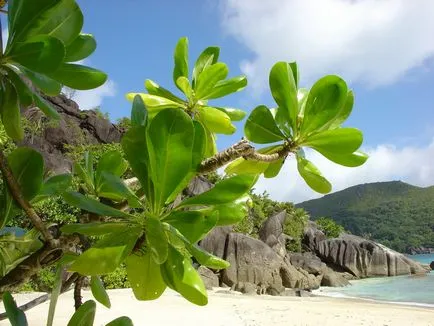 Seychelle-szigetek - nyaralás, időjárás, vélemények, fotók (Seychelles) Seychelle-szigetek - nyaralás, időjárás, vélemények, fotók