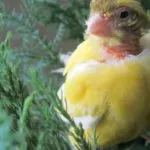 A tünetek kezelésében, golyva gyulladás törpepapagájok (tünetek) A tünetek kezelésében, golyva gyulladás budgies