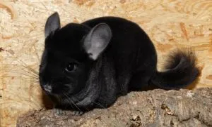 Chinchilla tartalom otthon - celhozportal (Chinchilla) Chinchilla tartalom otthon - celhozportal