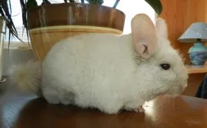 Chinchilla tartalom otthon - celhozportal (tulajdonosok inkább tartani) Chinchilla tartalom otthon - celhozportal