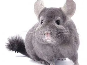 Chinchilla tartalom otthon - celhozportal (feltételek) Chinchilla tartalom otthon - celhozportal