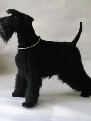 Schnauzer (schnauzer, törpe schnauzer) fotó és egy leírást a fajta fajta kutyák, történelem (Schnauzer) Schnauzer (schnauzer, törpe schnauzer) fotó és egy leírást a fajta fajta kutyák, történelem
