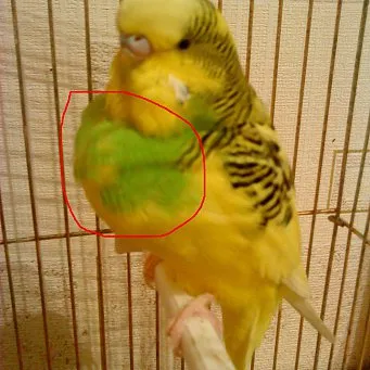 Gyulladásos tünetek kezelésére golyva a törpepapagájok (hullámosított) A tünetek kezelésében, golyva gyulladás budgies