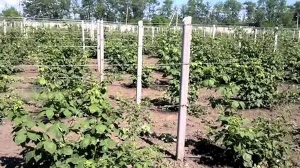 Gobelin Blackberry termesztés, a kezével, és pihen, nyakkendő (a) Gobelin Blackberry termesztés, a kezével, és pihen, nyakkendő