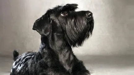 Schnauzer mindenféle leírás és képek