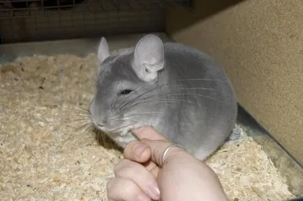 Chinchilla - karbantartás és gondozás