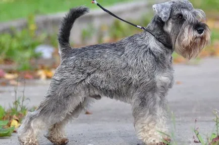 Schnauzer (schnauzer, törpe schnauzer) fotó és egy leírást a fajta fajta kutyák, a történelem (törpe) Schnauzer (schnauzer, törpe schnauzer) fotó és egy leírást a fajta fajta kutyák, történelem