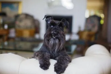 Schnauzer mindenféle leírás és képek