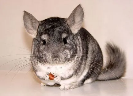 Chinchilla - kezelés és karbantartás otthon (home csincsilla) Chinchilla - kezelés és karbantartás az otthoni